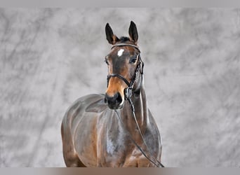 Cavallo da sella tedesco, Giumenta, 8 Anni, 164 cm, Baio