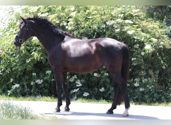 Cavallo da sella tedesco, Giumenta, 8 Anni, 165 cm, Baio nero