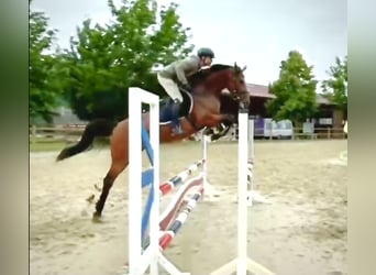 Cavallo da sella tedesco, Giumenta, 9 Anni, 160 cm, Baio