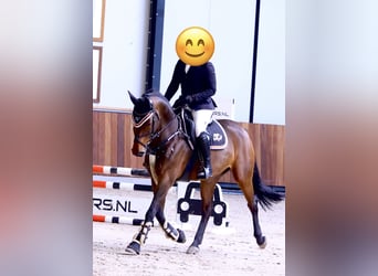 Cavallo da sella tedesco, Giumenta, 9 Anni, 160 cm, Baio