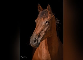 Cavallo da sella tedesco, Giumenta, 9 Anni, 162 cm, Baio