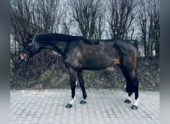 Cavallo da sella tedesco, Giumenta, 9 Anni, 165 cm, Baio