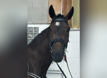 Cavallo da sella tedesco, Giumenta, 9 Anni, 165 cm, Baio