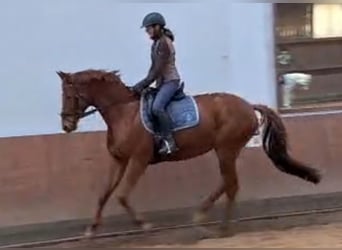 Cavallo da sella tedesco, Giumenta, 9 Anni, 165 cm, Sauro