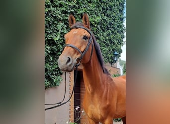 Cavallo da sella tedesco, Giumenta, 9 Anni, 168 cm, Baio