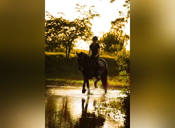 Cavallo da sella tedesco, Giumenta, 9 Anni, 169 cm, Baio scuro