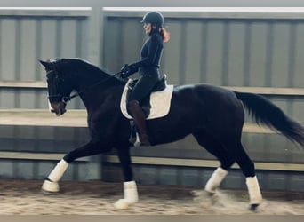 Cavallo da sella tedesco, Giumenta, 9 Anni, 177 cm, Baio scuro