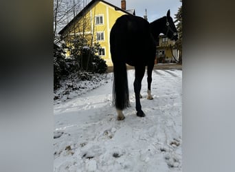 Cavallo da sella tedesco, Giumenta, 9 Anni