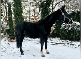 Cavallo da sella tedesco, Giumenta, 9 Anni