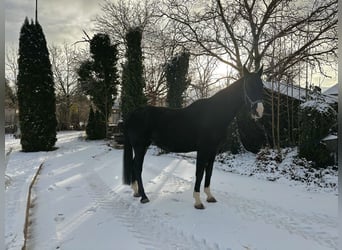 Cavallo da sella tedesco, Giumenta, 9 Anni