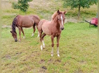 Cavallo da sella tedesco, Giumenta, Puledri
 (05/2023), 165 cm, Baio scuro