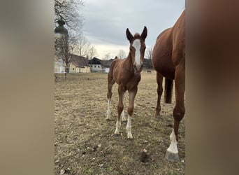 Cavallo da sella tedesco, Giumenta, Puledri (03/2026), 168 cm, Sauro