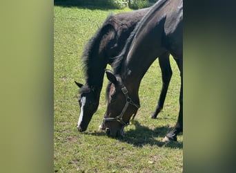 Cavallo da sella tedesco, Giumenta, Puledri (02/2026), 170 cm, Morello