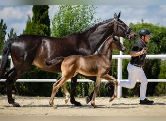Cavallo da sella tedesco, Giumenta, Puledri (05/2026), 170 cm, Morello