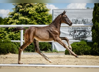 Cavallo da sella tedesco, Giumenta, Puledri (05/2026), 170 cm, Morello