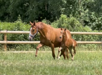 Cavallo da sella tedesco, Giumenta, Puledri (06/2025), 170 cm, Sauro scuro