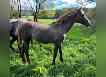 Cavallo da sella tedesco, Giumenta, Puledri (04/2026), Grigio
