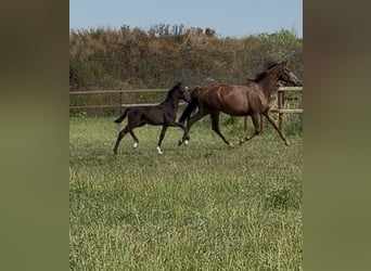 Cavallo da sella tedesco, Sconosciuto, Puledri (04/2026), Baio nero