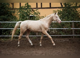 Cavallo da sella tedesco, Stallone, 10 Anni, 173 cm, Cremello