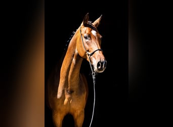 Cavallo da sella tedesco, Stallone, 11 Anni, 175 cm, Baio scuro