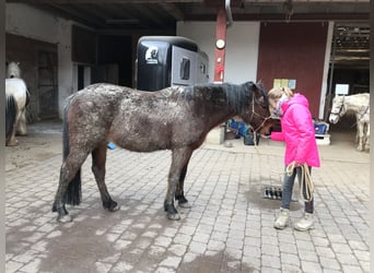 Cavallo da sella tedesco Mix, Stallone, 12 Anni, 153 cm, Baio