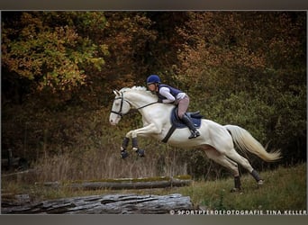 Cavallo da sella tedesco, Stallone, 15 Anni, 160 cm, Cremello