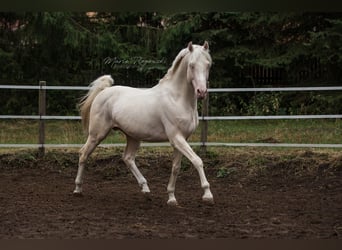 Cavallo da sella tedesco, Stallone, 16 Anni, 160 cm, Cremello