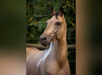 Cavallo da sella tedesco, Stallone, 18 Anni, 165 cm, Pezzato