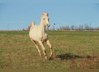 Cavallo da sella tedesco, Stallone, 1 Anno, 166 cm, Palomino
