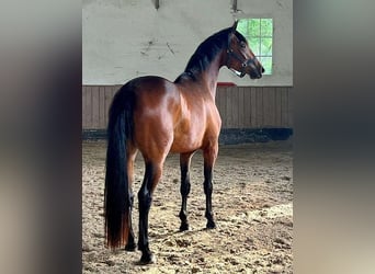 Cavallo da sella tedesco, Stallone, 1 Anno, 167 cm, Baio
