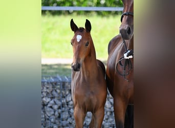Cavallo da sella tedesco, Stallone, 1 Anno, 167 cm, Baio