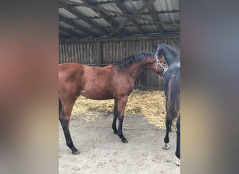 Cavallo da sella tedesco, Stallone, 1 Anno, 167 cm, Baio