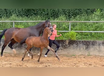 Cavallo da sella tedesco, Stallone, 1 Anno, 168 cm, Baio