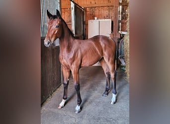 Cavallo da sella tedesco, Stallone, 1 Anno, 169 cm