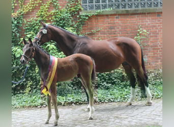 Cavallo da sella tedesco, Stallone, 1 Anno, 170 cm, Baio