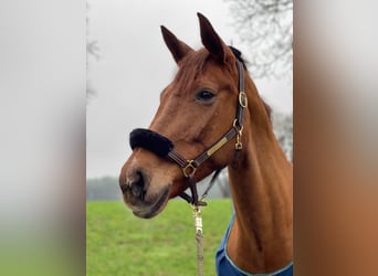 Cavallo da sella tedesco, Stallone, 1 Anno, 170 cm, Baio