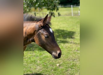 Cavallo da sella tedesco, Stallone, 1 Anno, 170 cm, Baio