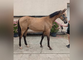 Cavallo da sella tedesco, Stallone, 1 Anno, 175 cm, Pelle di daino