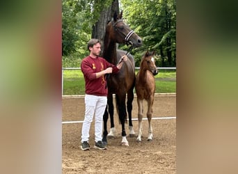 Cavallo da sella tedesco, Stallone, 1 Anno, Sauro scuro