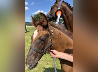 Cavallo da sella tedesco, Stallone, 1 Anno, Sauro scuro