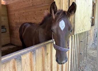 Cavallo da sella tedesco, Stallone, 1 Anno, Sauro scuro