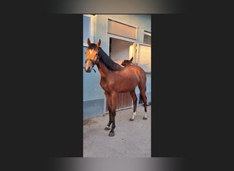 Cavallo da sella tedesco, Stallone, 2 Anni, 155 cm, Baio