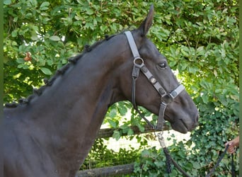 Cavallo da sella tedesco, Stallone, 2 Anni, 155 cm