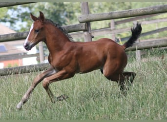 Cavallo da sella tedesco, Stallone, 2 Anni, Baio