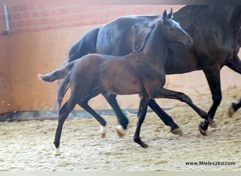 Cavallo da sella tedesco, Stallone, 2 Anni, Baio nero