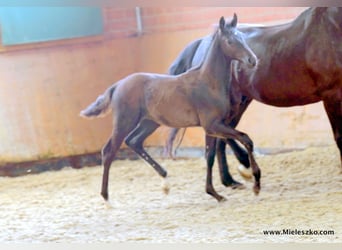 Cavallo da sella tedesco, Stallone, 2 Anni, Baio nero