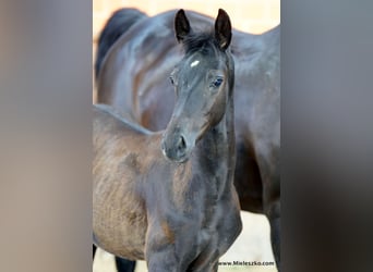 Cavallo da sella tedesco, Stallone, 2 Anni, Baio nero