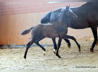 Cavallo da sella tedesco, Stallone, 2 Anni, Baio nero