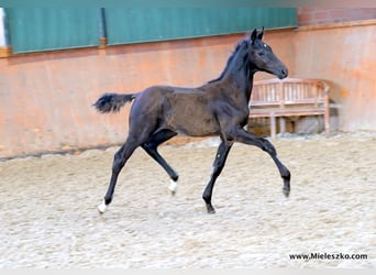 Cavallo da sella tedesco, Stallone, 2 Anni, Baio nero