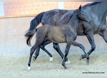 Cavallo da sella tedesco, Stallone, 2 Anni, Baio nero